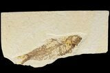 Detailed Fossil Fish (Knightia) - Wyoming #186437-1